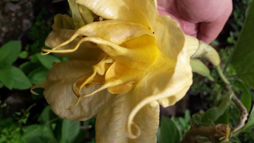  - Talmeș balmeș 2020