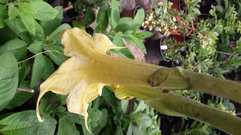  - Talmeș balmeș 2020