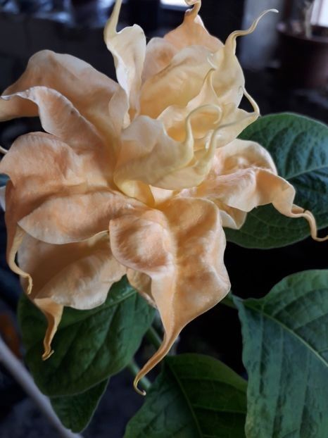  - Talmeș balmeș 2020