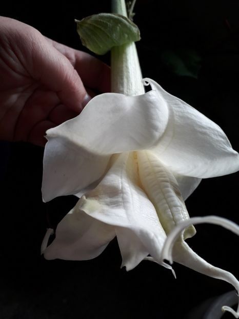  - Talmeș balmeș 2020