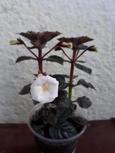  - 001 2021 - White Angel xA