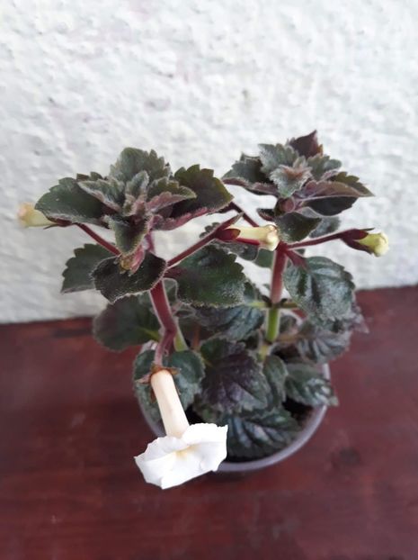  - 001 2021 - White Angel xA