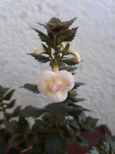 2020 - 001 2021 - Lemon Orchard