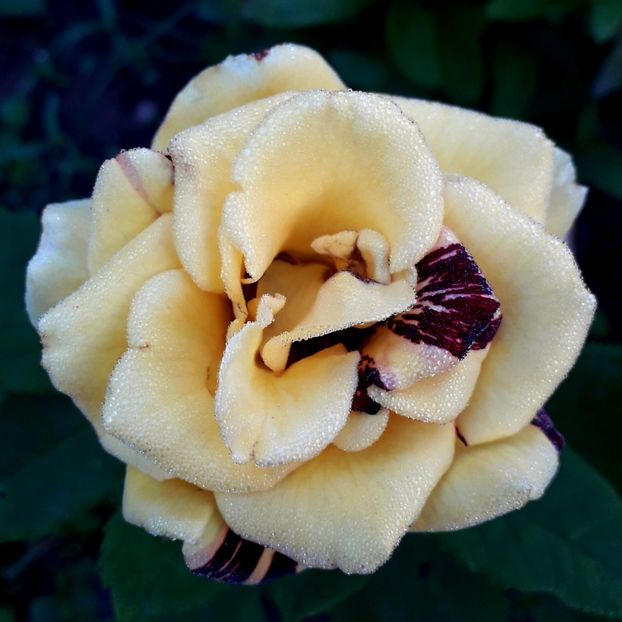  - TRANDAFIRI_2020_2024