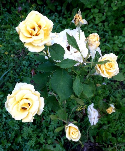  - TRANDAFIRI_2020_2024