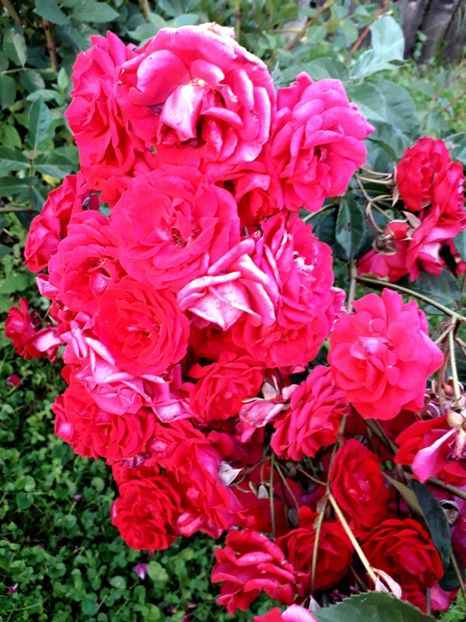  - TRANDAFIRI_2020_2024