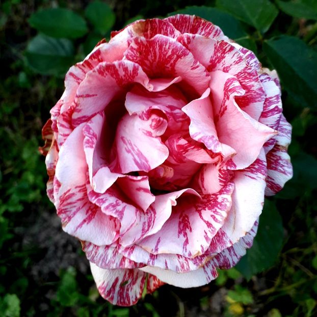  - TRANDAFIRI_2020_2024