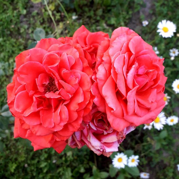  - TRANDAFIRI_2020_2024