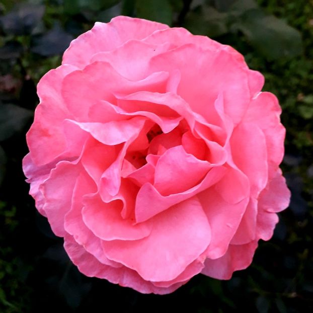  - TRANDAFIRI_2020_2024