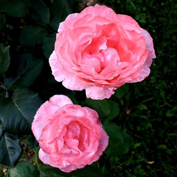  - TRANDAFIRI_2020_2024