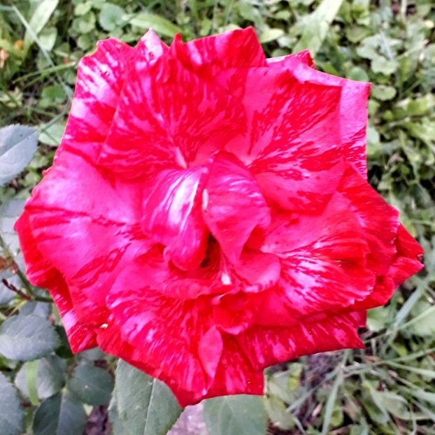  - TRANDAFIRI_2020_2024