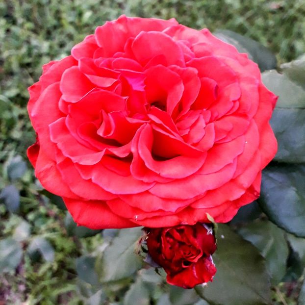  - TRANDAFIRI_2020_2024