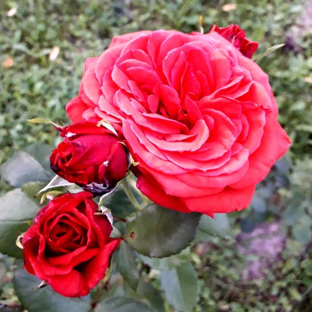  - TRANDAFIRI_2020_2024