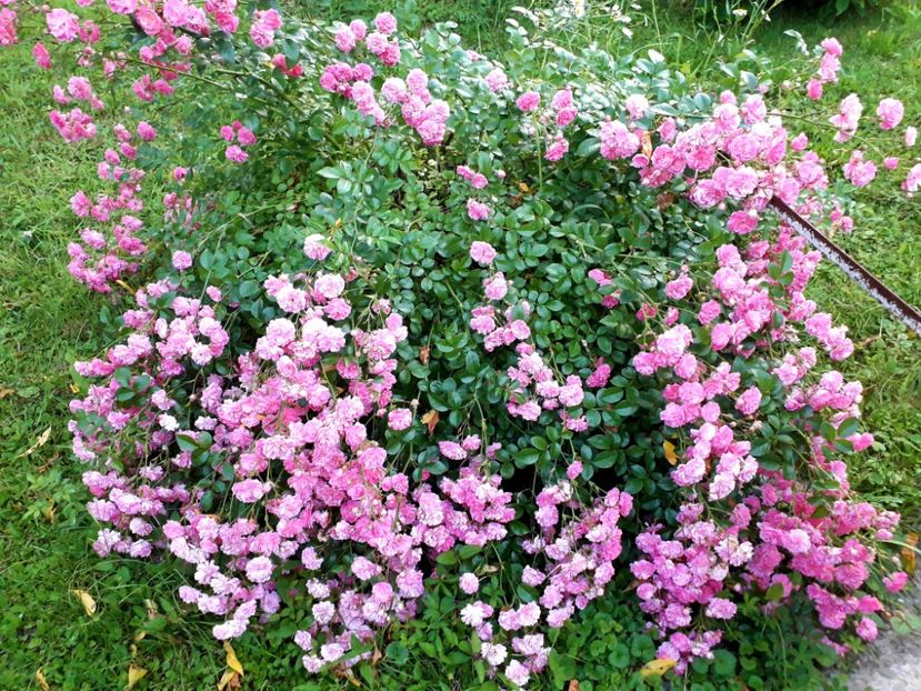  - TRANDAFIRI_2020_2024