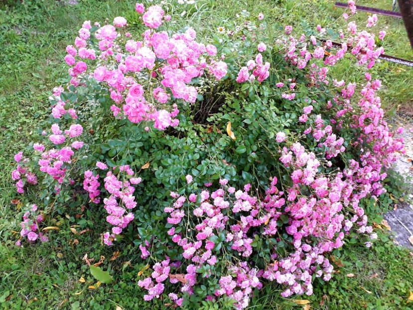  - TRANDAFIRI_2020_2024