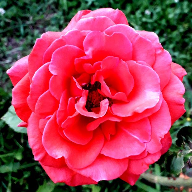  - TRANDAFIRI_2020_2024