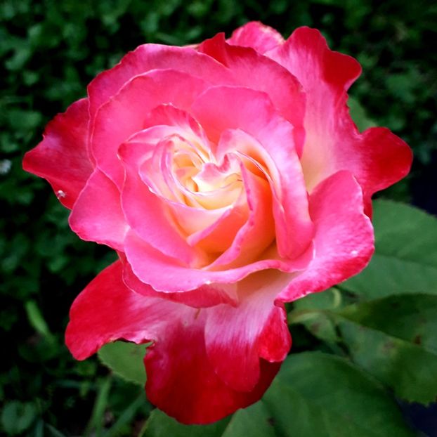  - TRANDAFIRI_2020_2024