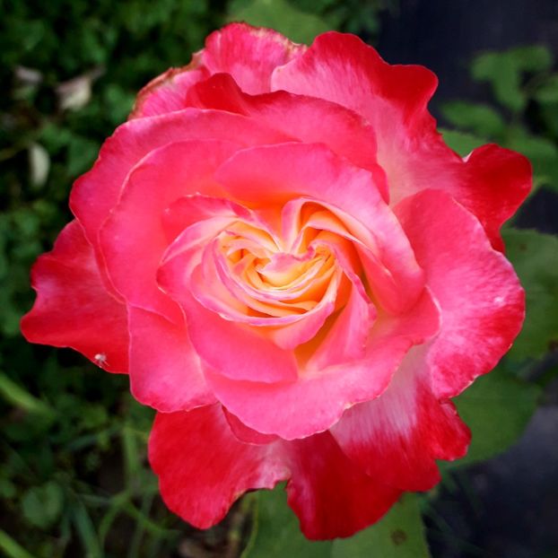  - TRANDAFIRI_2020_2024