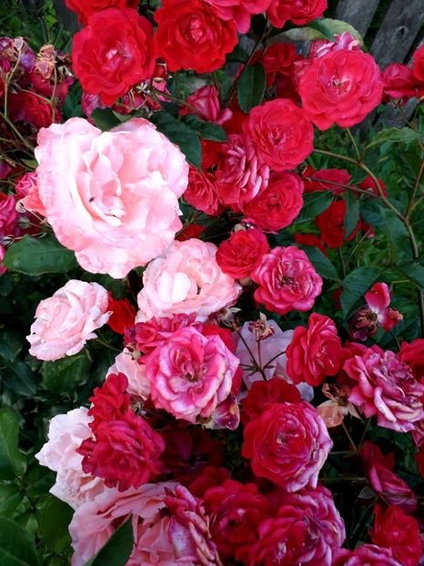  - TRANDAFIRI_2020_2024