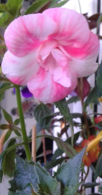 de ieri pana astazi  sa  deschis bine floricica - Foarte multe varietatii inca nu au inflorit