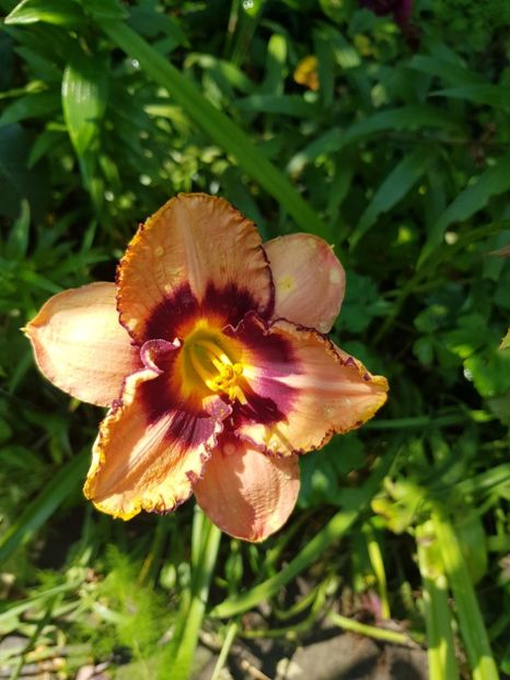  - Hemerocallis