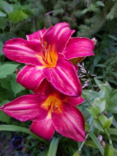  - Hemerocallis