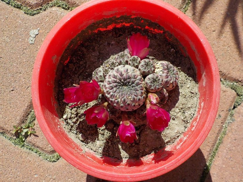  - rebutia rauschii-2019