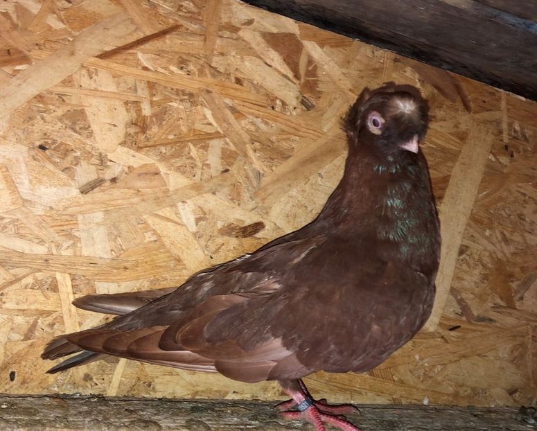 8521  mascul  2020_1 - pui 2020 BM