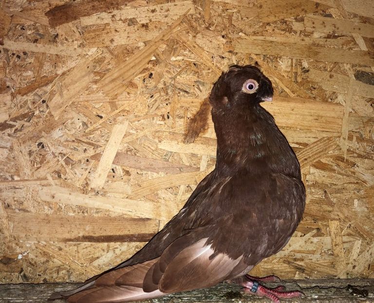 8521  mascul  2020_3 - pui 2020 BM