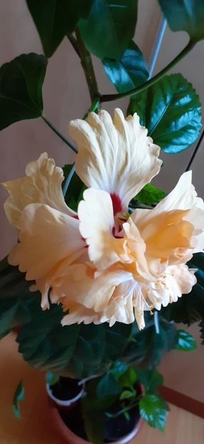  - Hibiscus 2015-2024