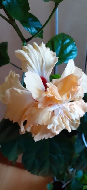  - Hibiscus 2015-2024
