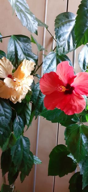  - Hibiscus 2015-2024