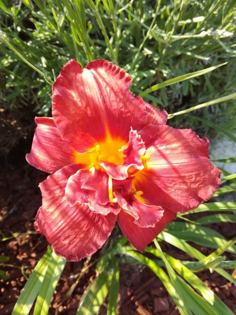 Highland Lord - Hemerocallis 2020