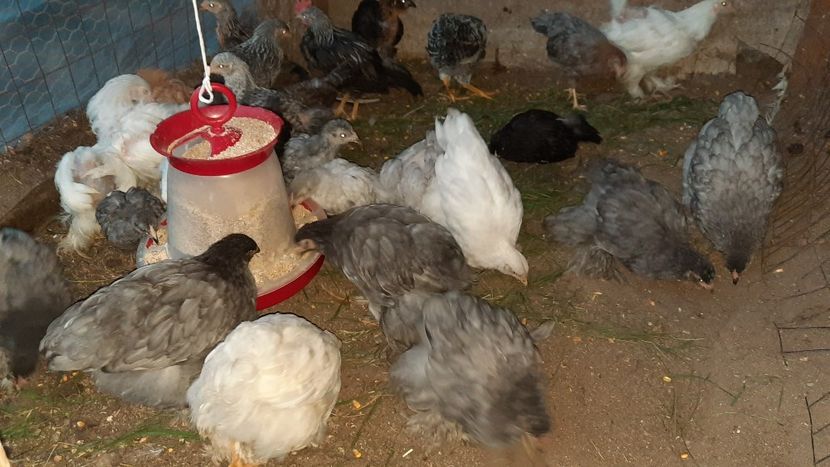  - Pui și tineret 2020