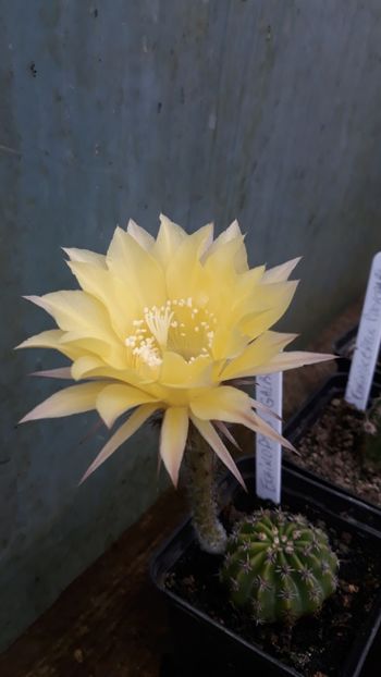  - 5 Cactuși