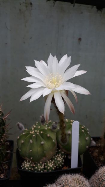  - 5 Cactuși
