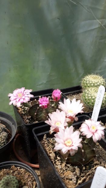  - 5 Cactuși