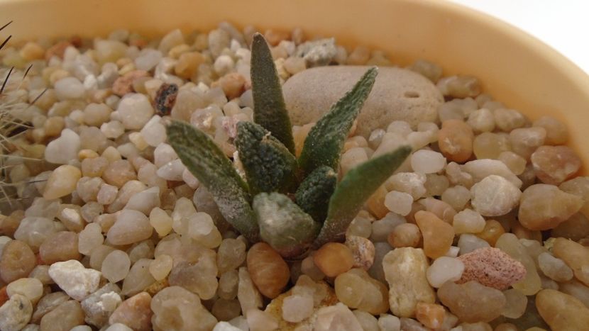 Ariocarpus fissuratus ssp. hintonii - Cactusi 2020 evolutie vara