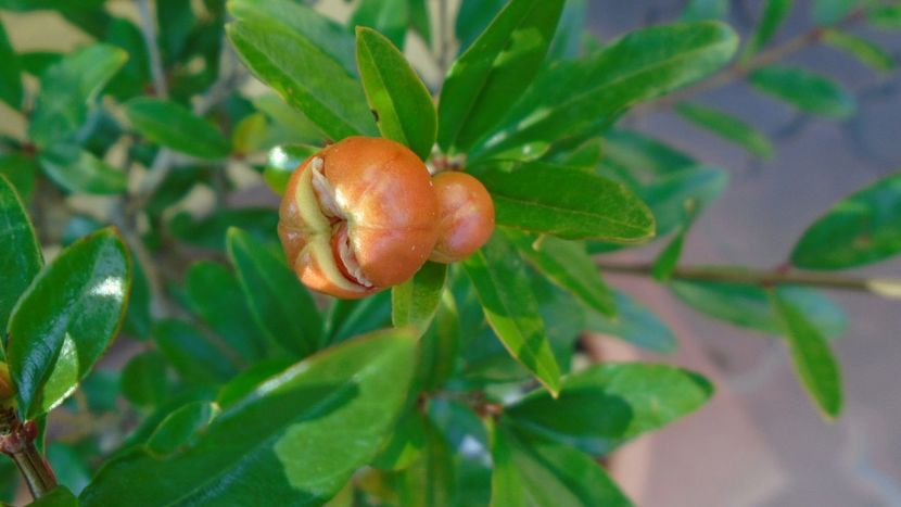 Punica granatum cv. Lagrelliae - r Vara 2020-2021-2022-2023