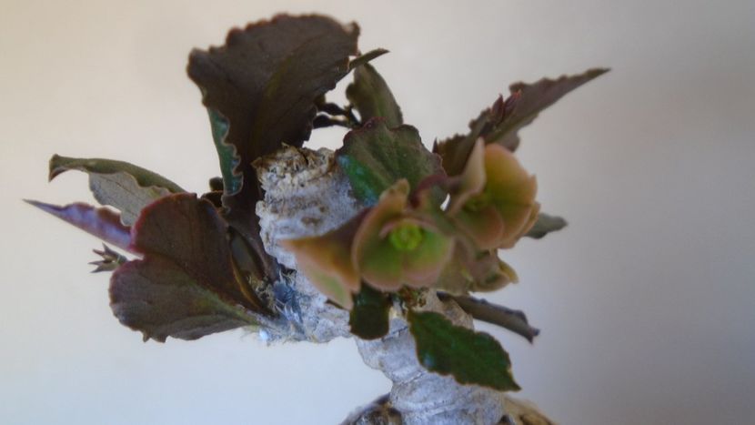 Euphorbia suzannae-marnierae - Caudiciforme - pachycaule si bulboase 2020