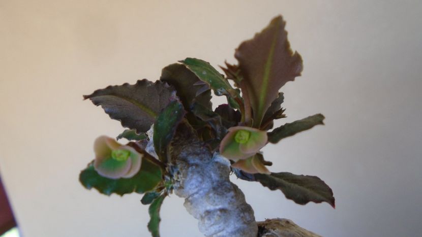Euphorbia suzannae-marnierae - Caudiciforme - pachycaule si bulboase 2020