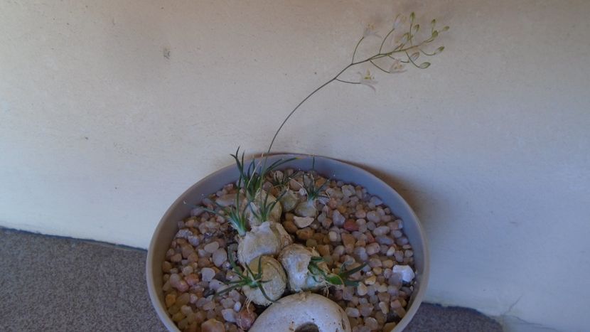 Ornithogalum sardienii - Caudiciforme - pachycaule si bulboase 2020