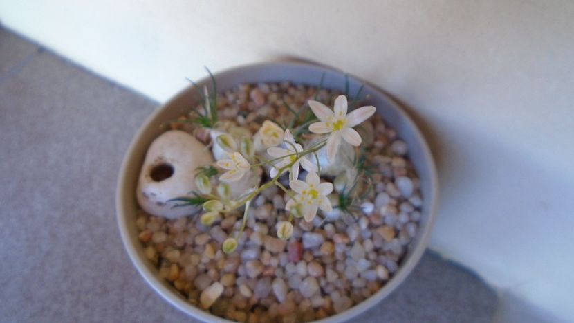 Ornithogalum sardienii - Caudiciforme - pachycaule si bulboase 2020