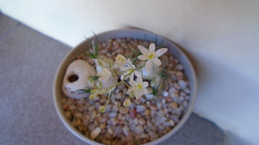 Ornithogalum sardienii - Caudiciforme - pachycaule si bulboase 2020