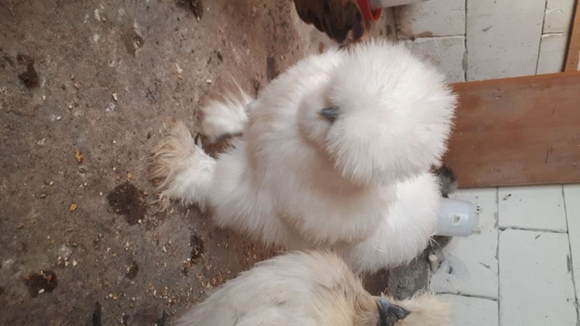 IMG-20200630-WA0015 - Matase japoneza 2020