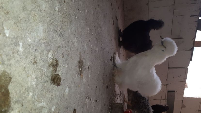 IMG-20200630-WA0000 - Matase japoneza 2020