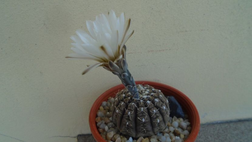 Gymnocacalycium ragonesei - Cactusi 2020 Gymnocalycium