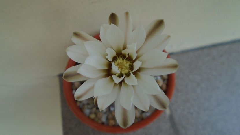Gymnocacalycium ragonesei - Cactusi 2020 Gymnocalycium