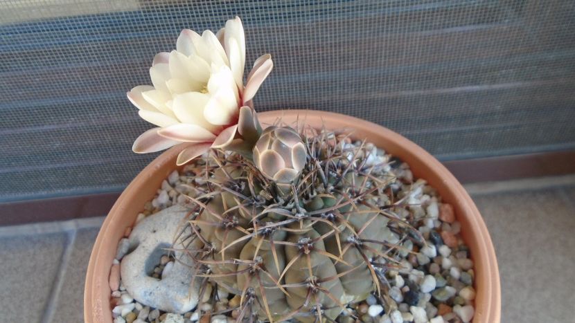 Gymnocalycium ochoterenae v. cinereum - Cactusi 2020 Gymnocalycium