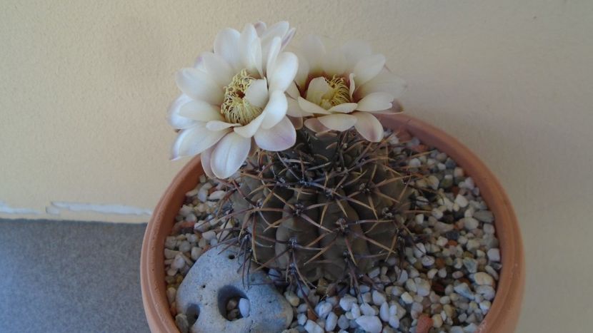Gymnocalycium ochoterenae v. cinereum - Cactusi 2020 Gymnocalycium
